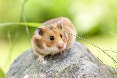 Şirin Hamster (Suriyeli Hamster) bir taşın üzerinde.
