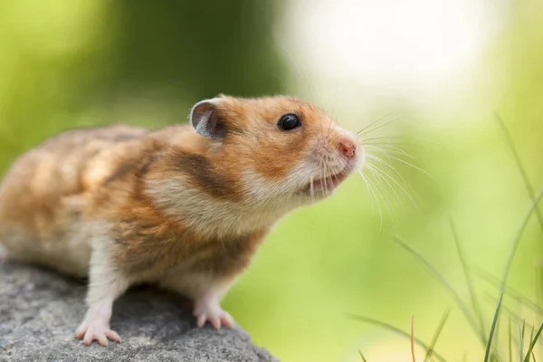 Niedlicher Hamster Syrischer Hamster Auf Einem Stein — Stockfoto