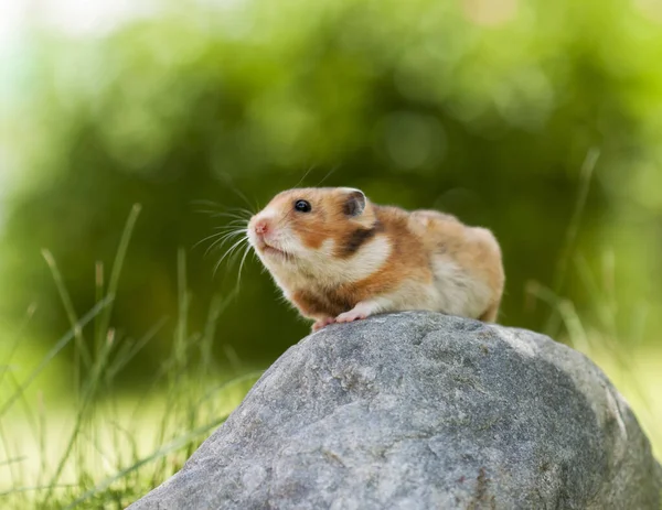 Niedlicher Hamster Syrischer Hamster Auf Einem Stein — Stockfoto