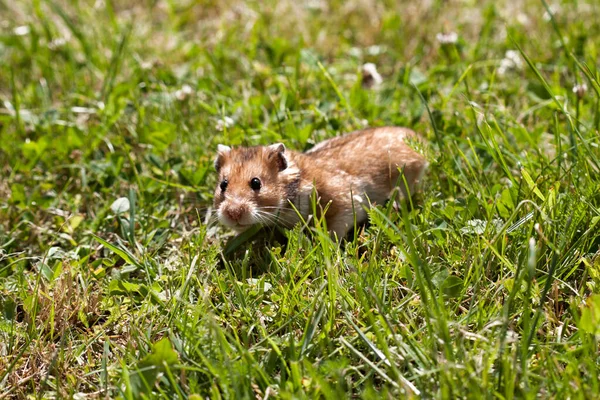 Hamster Lawn Closeup — Stock Photo, Image