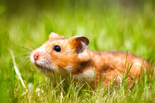 Hamster Auf Dem Rasen Nahaufnahme — Stockfoto