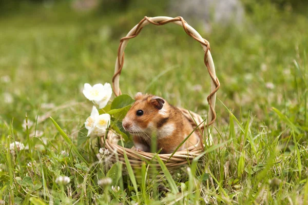 Pequeño Hámster Una Cesta Con Flores —  Fotos de Stock