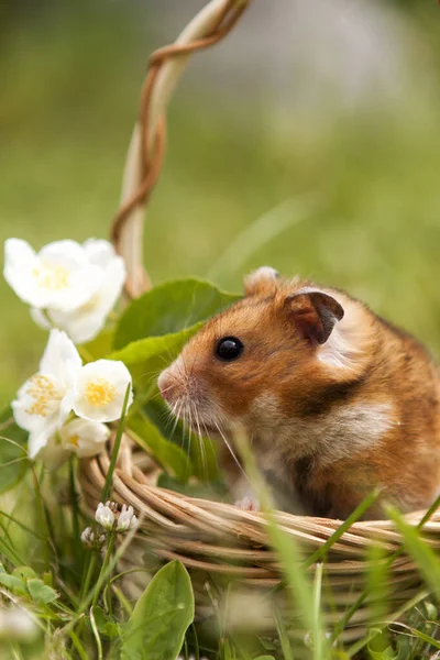 Petit Hamster Dans Panier Avec Des Fleurs — Photo