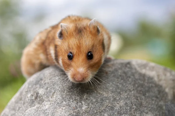 Niedlicher Hamster Syrischer Hamster Auf Einem Stein — Stockfoto