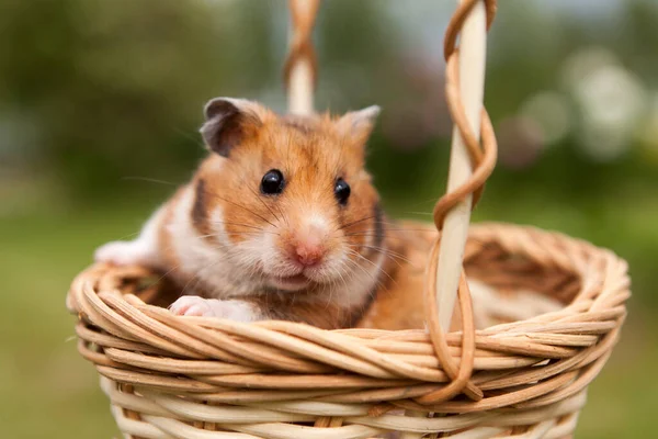 Kleine Hamster Een Mand — Stockfoto