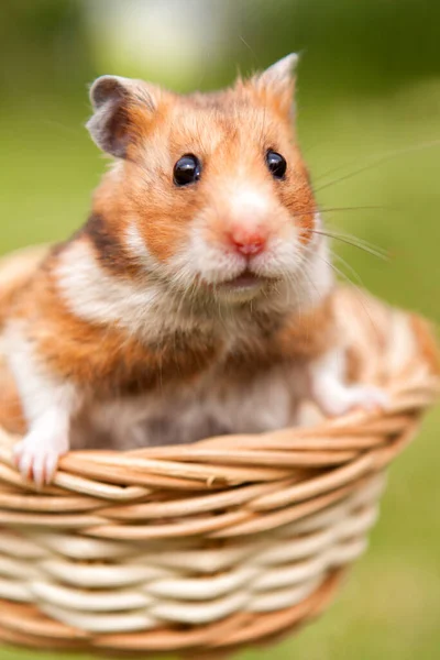 Pequeño Hámster Una Cesta — Foto de Stock