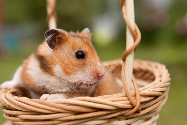 Liten Hamster Korg — Stockfoto