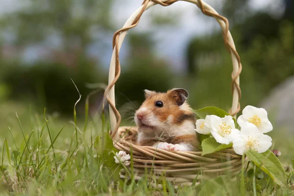 Petit Hamster Dans Panier Avec Des Fleurs — Photo