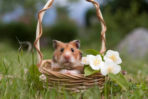 Liten Hamster Korg Med Blommor — Stockfoto