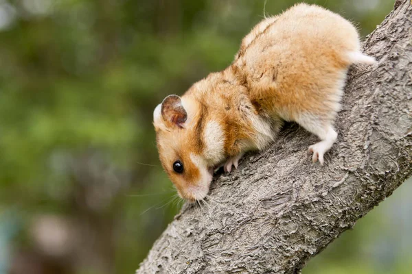 Ağaçtaki Hamster — Stok fotoğraf