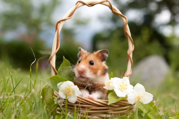 Petit Hamster Dans Panier Avec Des Fleurs — Photo
