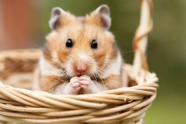 Pequeño Hámster Una Cesta —  Fotos de Stock