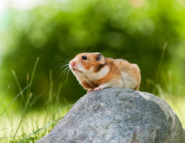 Cute Hamster 叙利亚仓鼠 在石头上 图库图片