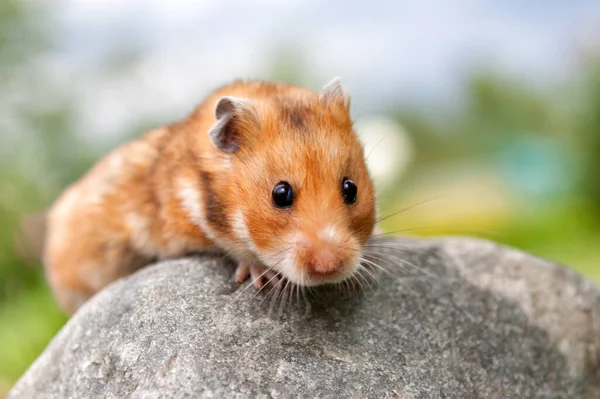Hamster Bonito Hamster Sírio Uma Pedra Fotografia De Stock