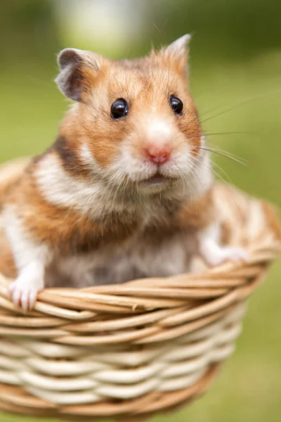 Pequeno Hamster Uma Cesta Imagem De Stock