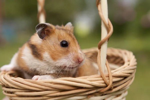 Pequeno Hamster Uma Cesta Imagens Royalty-Free