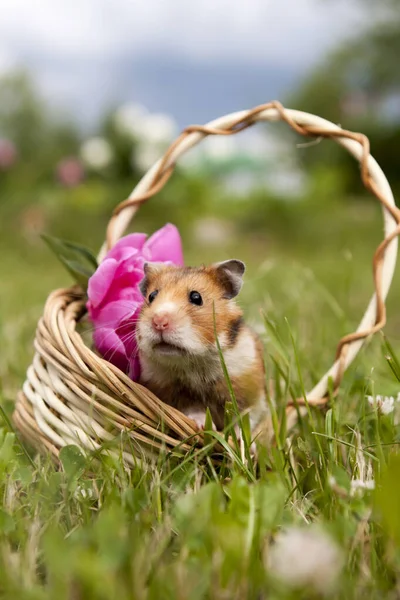 Pequeno Hamster Uma Cesta Com Flores Imagens Royalty-Free