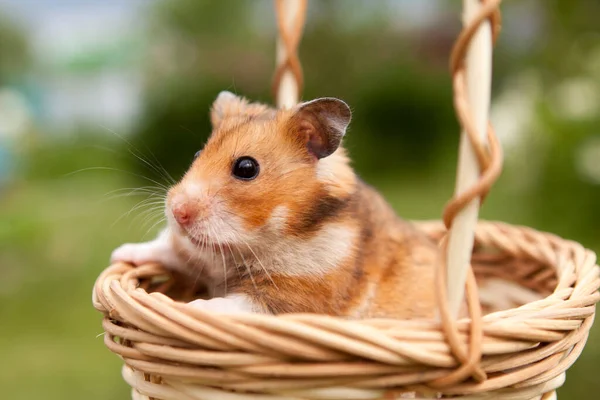 Sepetteki Küçük Hamster Stok Resim