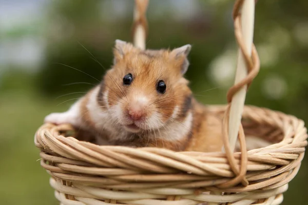 Kleine Hamster Een Mand Stockafbeelding