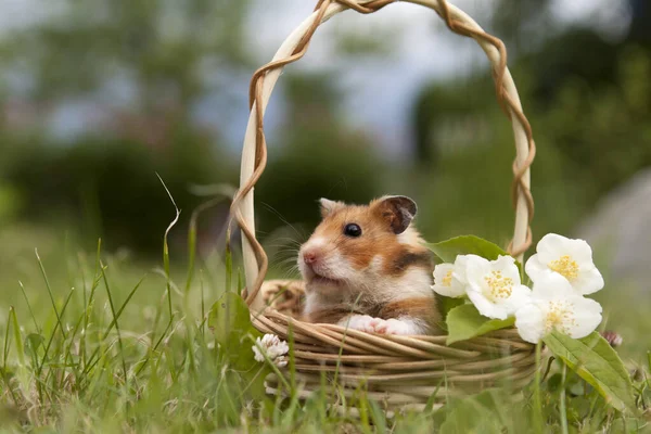 花の入った籠の中の小さなハムスター ストック写真