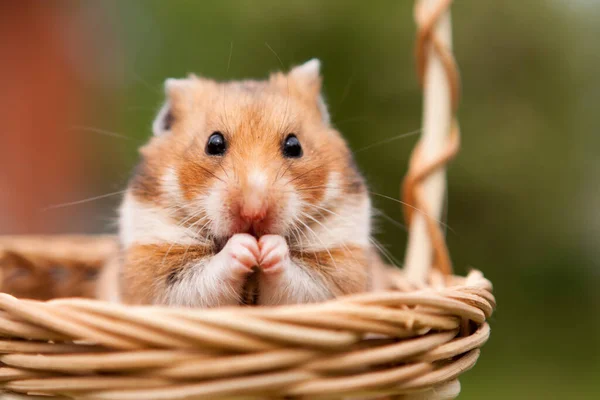 Petit Hamster Dans Panier Images De Stock Libres De Droits