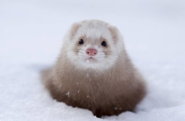 Kışın en küçük gelinciğin (Mustela nivalis) kar portresi