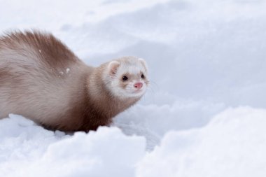 Kışın en küçük gelinciğin (Mustela nivalis) kar portresi