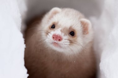 Kışın en küçük gelinciğin (Mustela nivalis) kar portresi