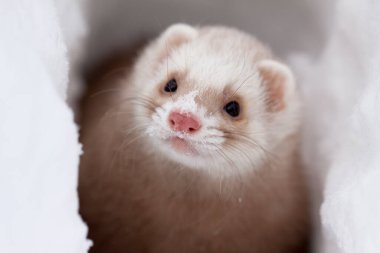 Snow portrait of the smallest ferret (Mustela nivalis) in winter clipart