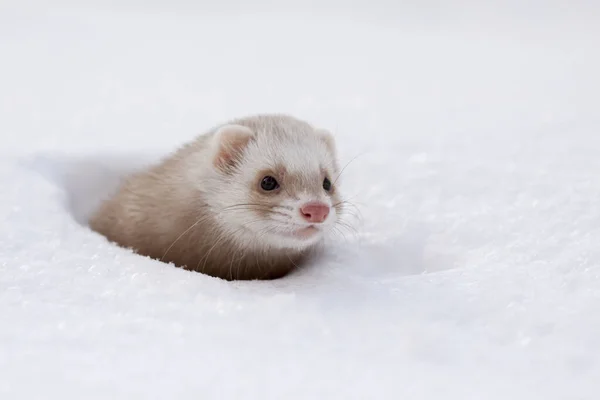 Снежный Портрет Самого Маленького Хорька Mustela Nivalis Зимой — стоковое фото