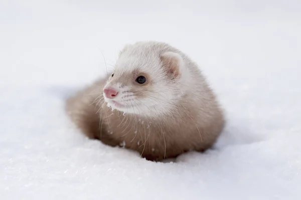 Portrait Neige Petit Furet Mustela Nivalis Hiver — Photo