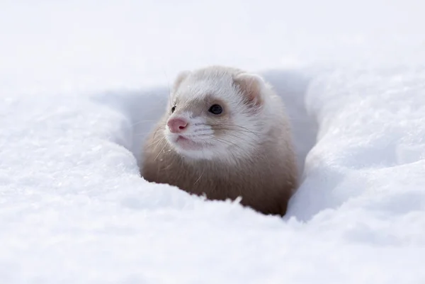 Schneeporträt Des Kleinsten Frettchens Mustela Nivalis Winter — Stockfoto