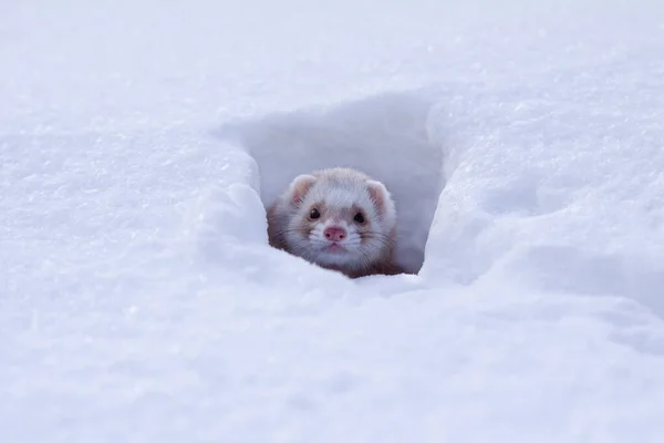 Snow Portrait Smallest Ferret Mustela Nivalis Winter — Stock Photo, Image