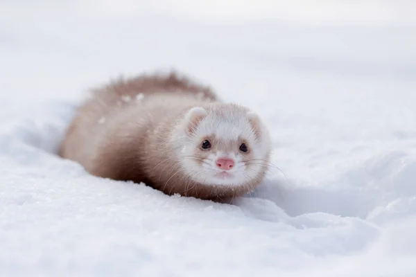 Снежный Портрет Самого Маленького Хорька Mustela Nivalis Зимой — стоковое фото