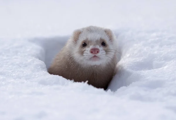 Ritratto Neve Del Furetto Più Piccolo Mustela Nivalis Inverno — Foto Stock