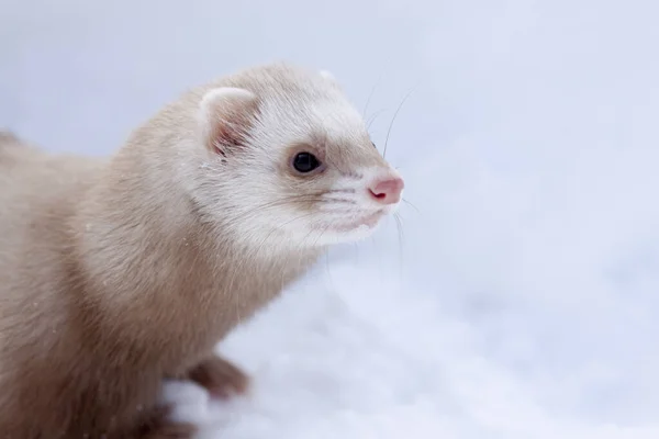 Portrait Neige Petit Furet Mustela Nivalis Hiver — Photo