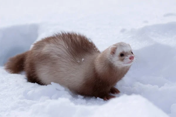 Sněhový Portrét Nejmenší Fretky Mustela Nivalis Zimě — Stock fotografie