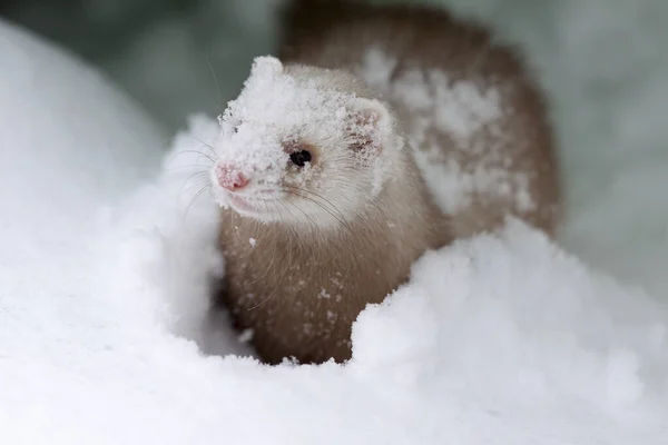 Ritratto Neve Del Furetto Più Piccolo Mustela Nivalis Inverno — Foto Stock