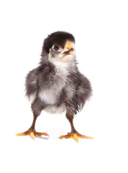 Schöne Schwarze Kleine Huhn Isoliert Auf Dem Weißen — Stockfoto