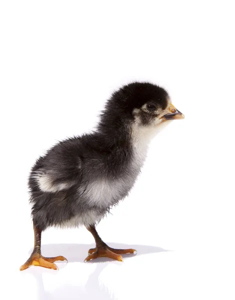 Schöne Schwarze Kleine Huhn Isoliert Auf Dem Weißen — Stockfoto