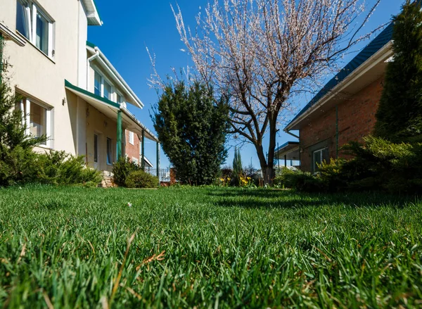 Backyard garden with green spaces, plants, flowers and trees in spring