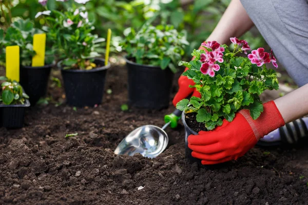 Gardeners hands planting flowers in the garden, close up photo — Stock Photo