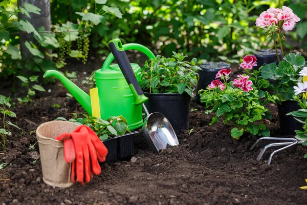 Gardening tools and flowers in pot for planting at backyard. — Stock Image Gardening tools and flowers in pot for planting at backyard. Royalty Free Stock Images