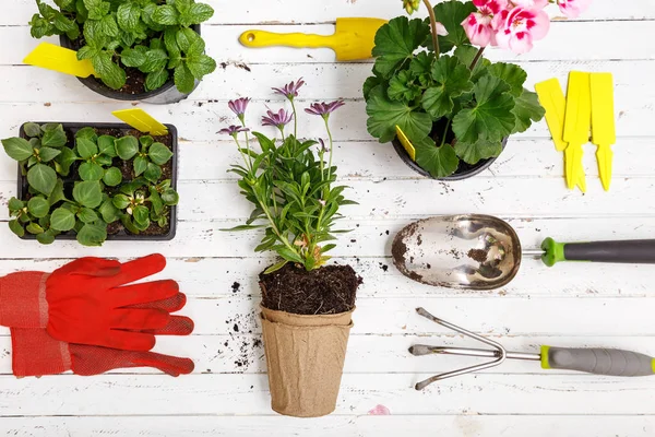Gardening tools and flowers in pot for planting at backyard. — Stock Image Gardening tools and flowers in pot for planting at backyard. Stock Image