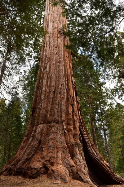 Fotos: arbol secuoya | árbol general sherman en bosques de secuoya