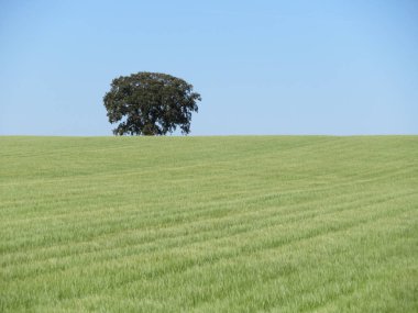 Güzel tahıl tarlaları hasat edilmek için sarı ve kuru olmayı bekliyor.