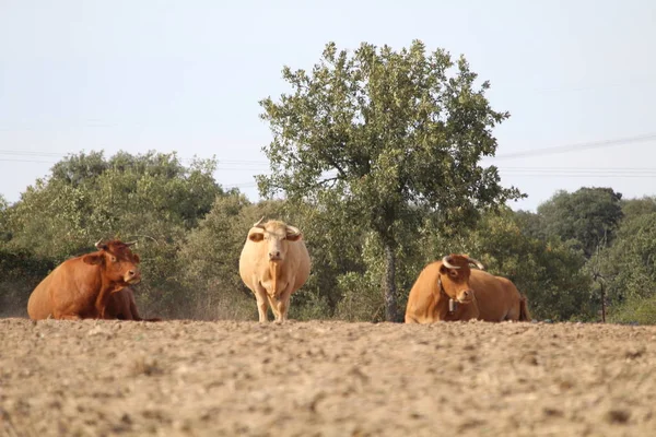 Piękne zdjęcie krów o wielkich rozmiarach i wadze — Zdjęcie stockowe