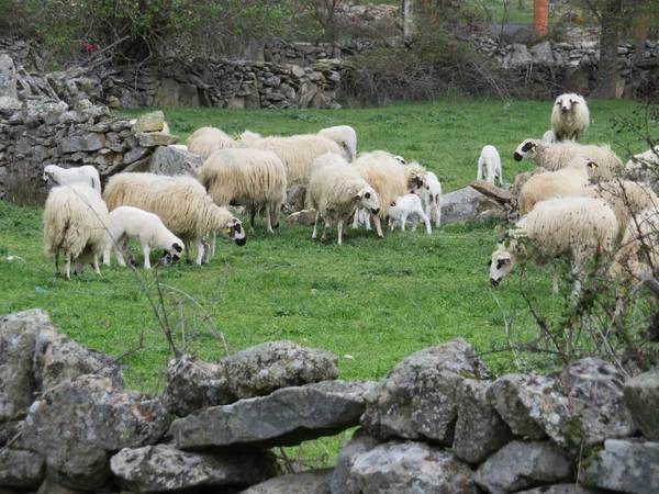 Mooie schapen met hun lammeren in het veld eten — Stockfoto