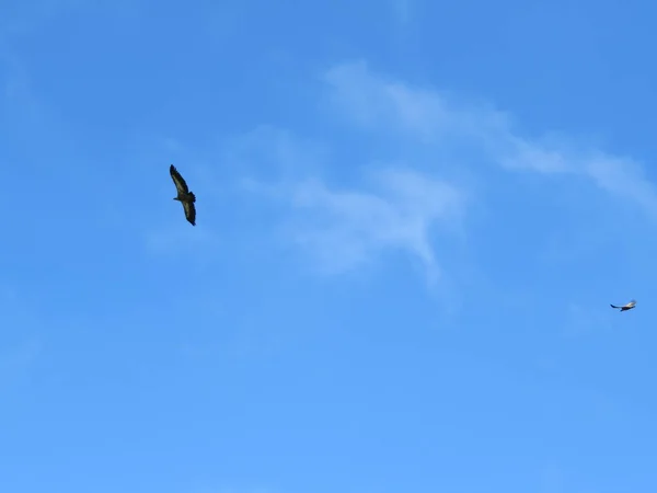 La preziosa immagine degli avvoltoi un grande animale — Foto Stock