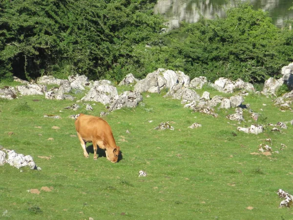 Красиві великі корови і добре живляться зеленими пасовищами гори — стокове фото